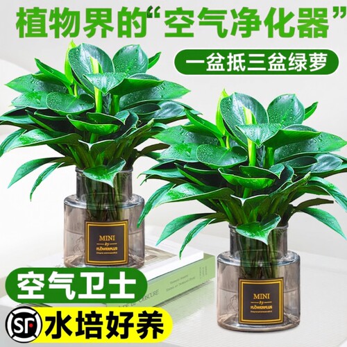 基地直销 新品特惠