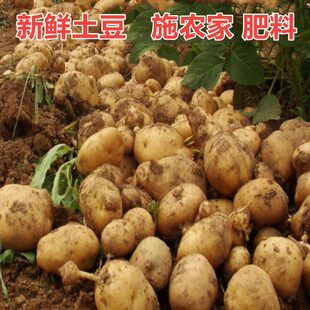 贵州农家特产 包邮 自种无害蔬菜 5斤 洋芋马铃薯 新鲜现挖土豆