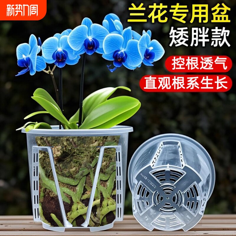 新款透明圆形矮胖盆花盆蝴蝶兰花石斛多肉叶插硬塑观根透气花盆