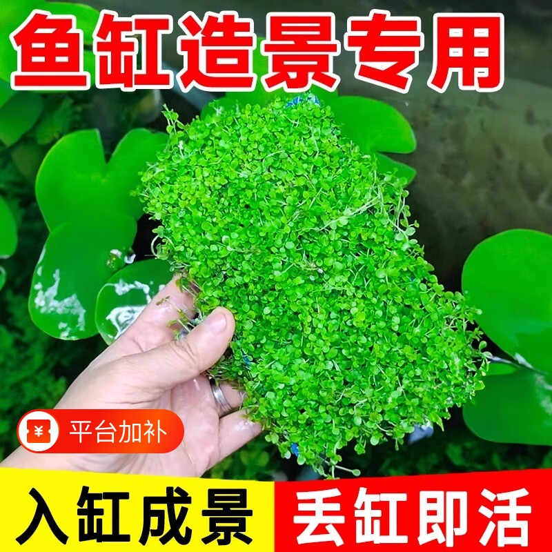 水草造景爬地矮珍珠水鱼缸专用草坪杯前景草生态水质沉底无菌牛毛