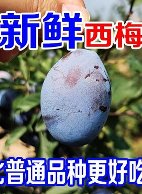 【果园直发】正宗大西梅新鲜西梅新鲜水果甜西梅李子应季水果包邮