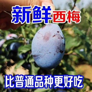 【果园直发】正宗大西梅新鲜西梅新鲜水果甜西梅李子应季水果包邮