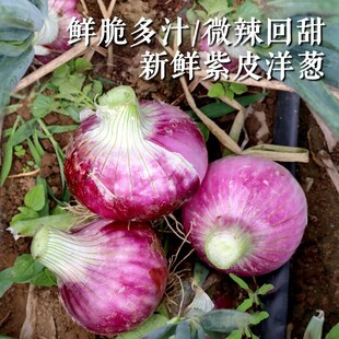 500g 有点甜新鲜蔬菜 农家种植紫皮葱头洋葱 不那么辣