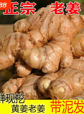 生姜老姜大黄姜特价黄姜新鲜蔬菜洗头姜小块姜理疗姜食用