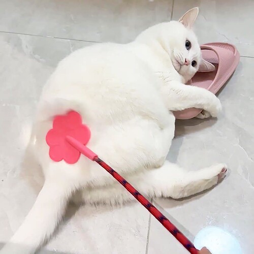 猫咪拍屁股玩具爱心拍子