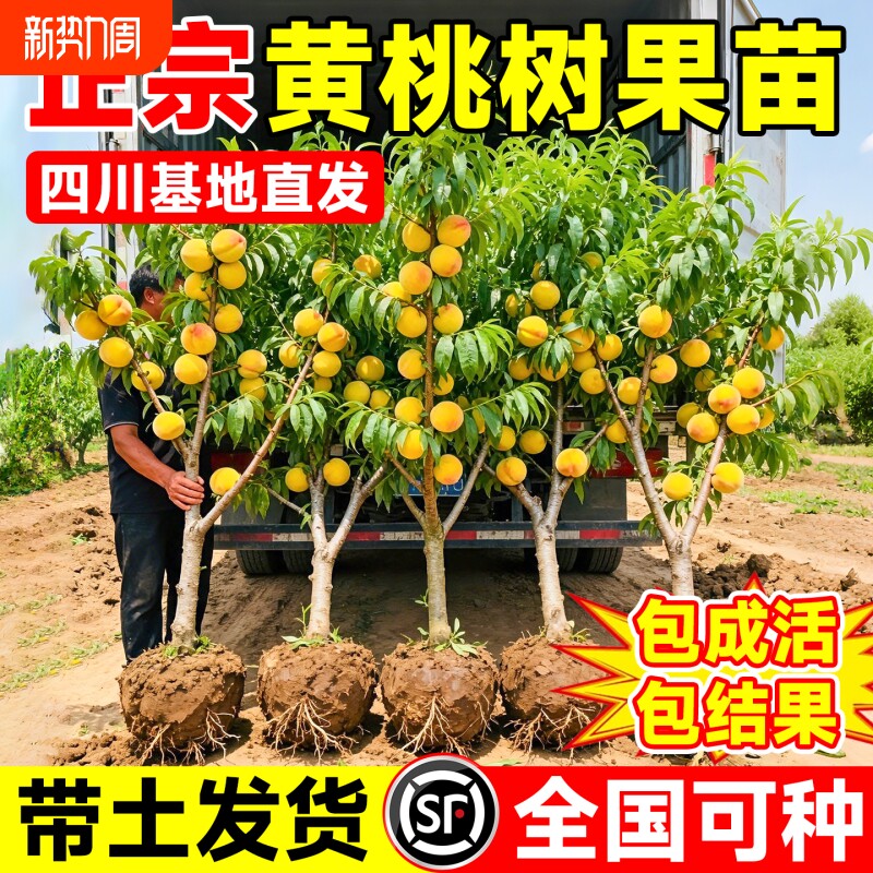 四川早熟黄桃树果苗阳台盆栽南方北方庭院种植耐寒好养树苗真结果