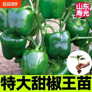 绿甜椒苗子甜椒大果菜椒辣椒苗圆椒早熟成活率高大棚菜园蔬菜种苗