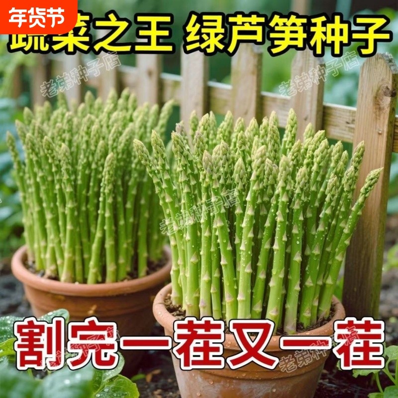 芦笋种子绿芦笋种籽四季种植蔬菜之王高营养蔬菜种子,鲜花速递/花卉仿真/绿植园艺,其它园艺用品,淘宝优惠券,粉丝福利购,淘宝优惠卷