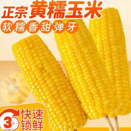 新鲜正宗东北黄糯玉米真空袋装粘苞米甜糯玉米棒加热即食代餐低脂