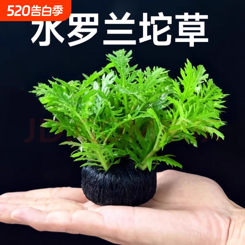 水罗兰坨草中后景阴性水草沉底植物自带营养底座鱼缸造景水草种植