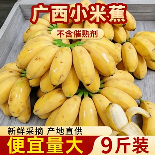 正宗广西小米蕉整箱当季新鲜水果苹果蕉产地直发小芭蕉酸甜自然熟