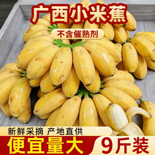 正宗广西小米蕉整箱当季新鲜水果苹果蕉产地直发小芭蕉酸甜自然熟