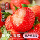 正宗丹东九九草莓超大新鲜应季 水果礼盒奶油丹东99草莓果王