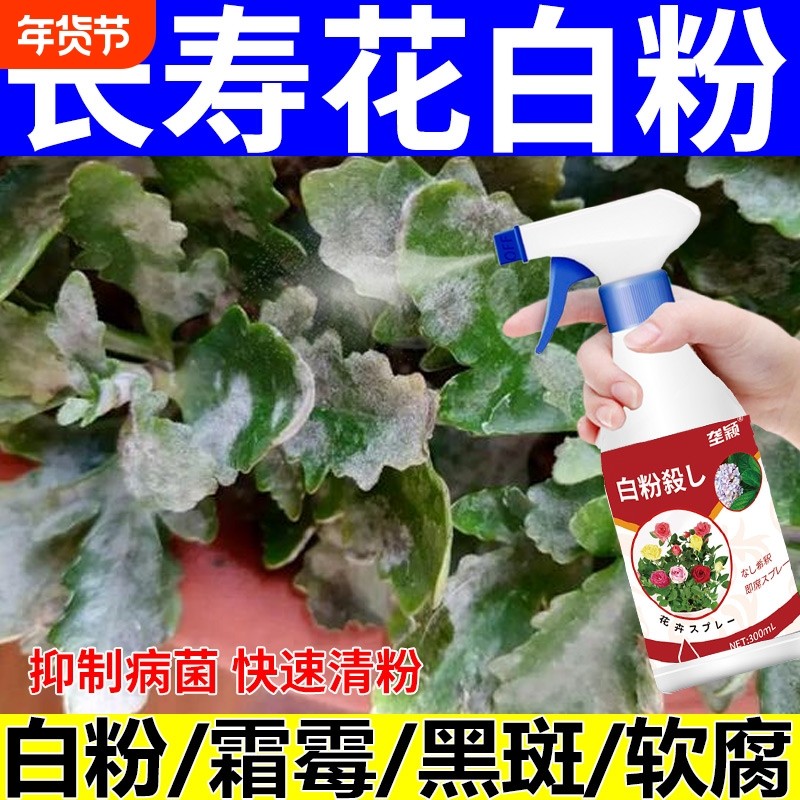 长寿花白粉病专用药治长寿花叶子发白斑白霜病的药开花肥料促花肥,鲜花速递/花卉仿真/绿植园艺,家庭园艺肥料,淘宝优惠券,粉丝福利购,淘宝优惠卷