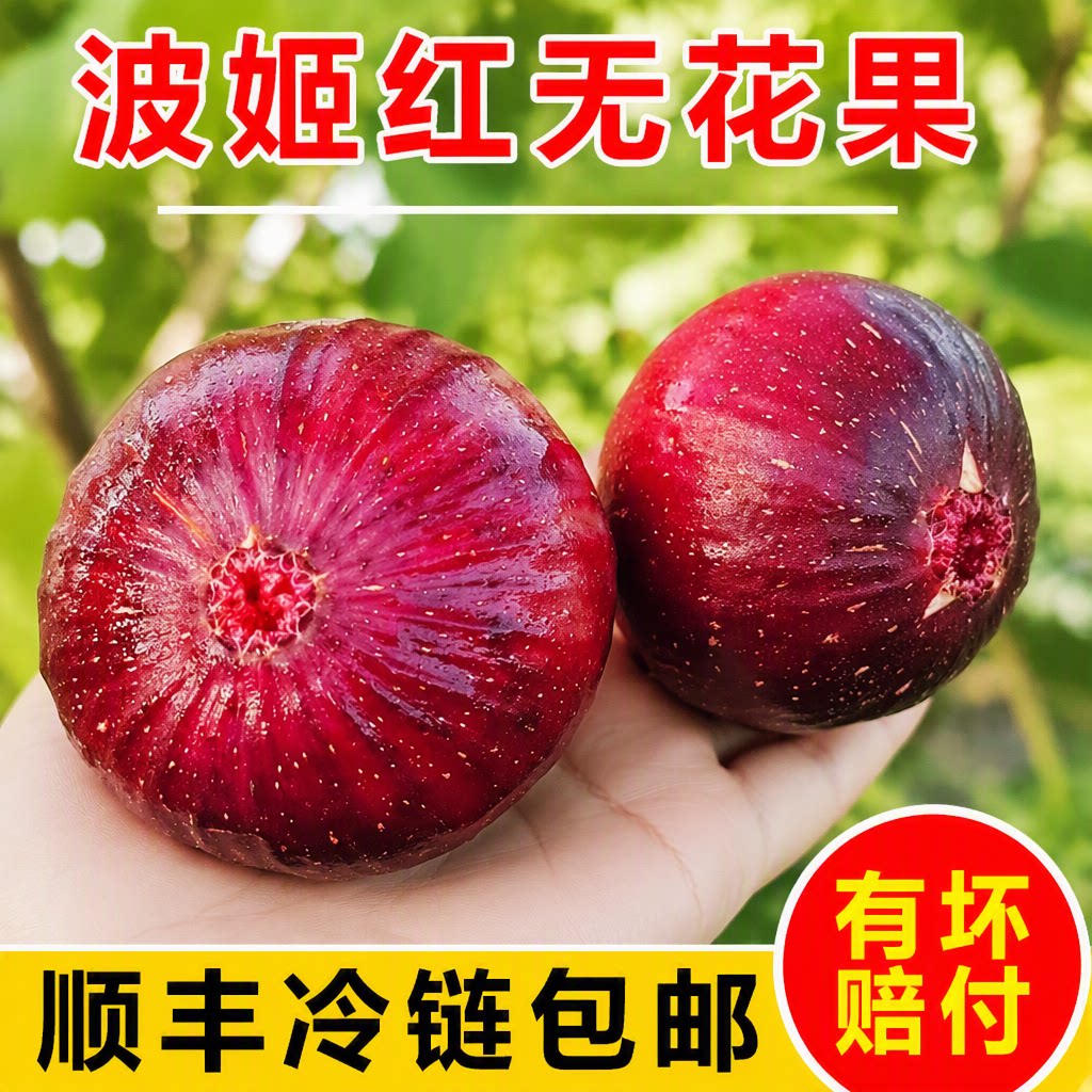 顺丰包邮四川新鲜无花果红皮鲜果孕妇儿童波姬红水果整箱现摘大果