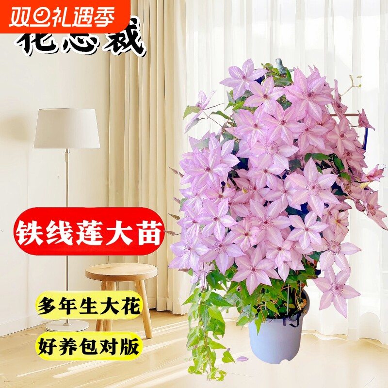 铁线莲大苗带花苞乌托邦盆栽爬藤植物耐寒绿植花卉银币阳台好养活