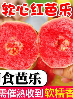福建软糯红心芭乐当季新鲜水果番石榴脆甜软糯胭脂红巴乐整箱包邮