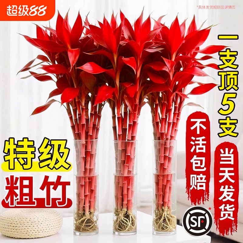 富贵竹水培植物紫竹鸿运特粗杆大颗叶风水发财树节节高升客厅招财
