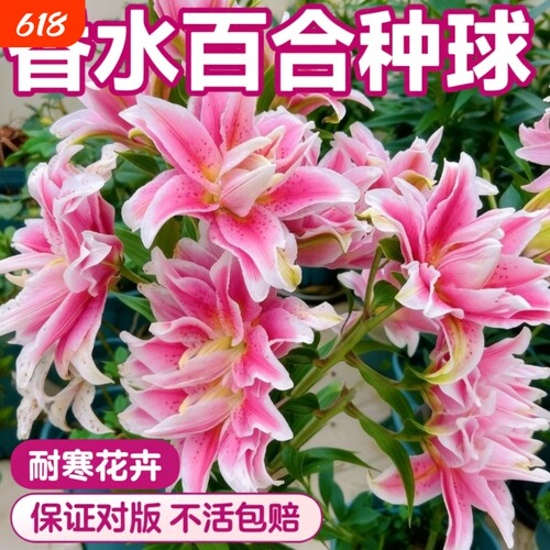 百合花盆栽进口香水百合种球带芽多季开花卉好养植物室内鲜花盆栽