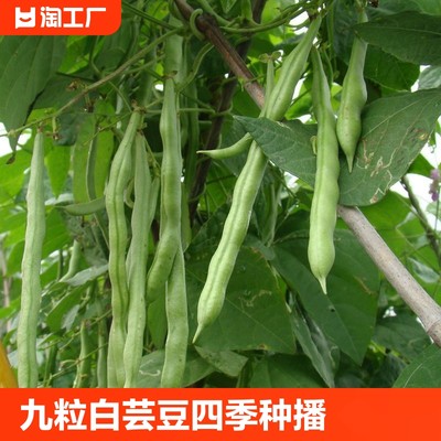 高产四季豆种孑豇豆蔬菜种子长豆角种籽九粒白芸豆四季种播不搭架