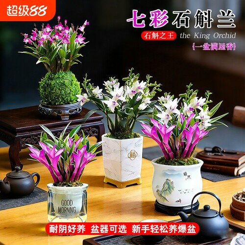 香水石斛带花苞盆栽|千人加购