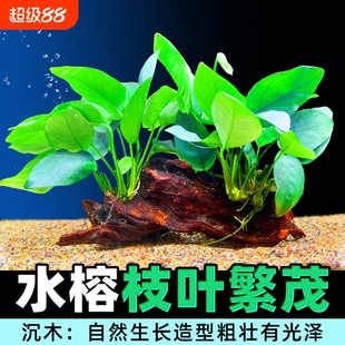 沉木水榕水草植物鱼缸造景装饰懒人莫斯阴性增氧屋大叶大型铁皇冠