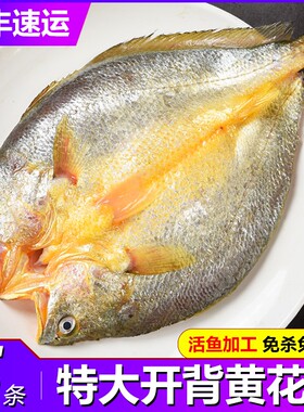 福建宁德霞浦黄鱼鲞新鲜黄花鱼大黄鱼三去小黄鱼海鲜海鱼冷冻水产