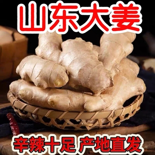 山东大姜老姜 生姜无残留现挖新鲜大块姜老黄姜月子姜精选水洗