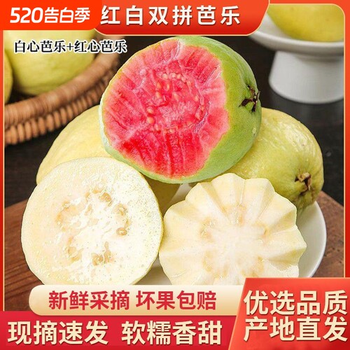 福建漳州芭乐软番石榴组合果园直供应季新鲜现摘孕妇水果清甜香甜