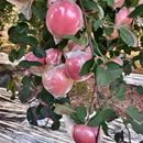 陕西礼泉红富士膜袋苹果产地直发净重 包邮