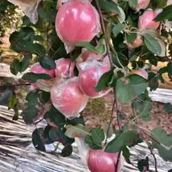 陕西礼泉红富士膜袋苹果产地直发净重包邮