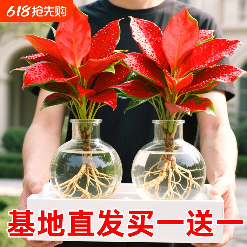 吉利红盆栽室内水培植物如意皇后客厅鲜花卉红叶万年青桌面小绿植