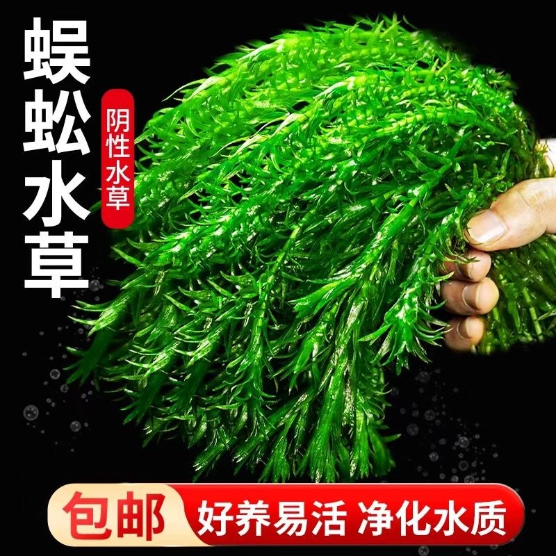 净水蜈蚣草水草植物鱼缸造景专用鱼草缸新手养鱼绿菊阴性后景绿植