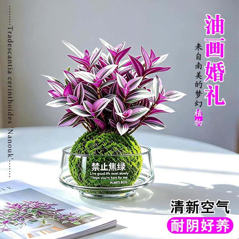 进口吊兰油画婚礼紫露草水培室内好养绿植物净化空气盆栽花盆老桩图片
