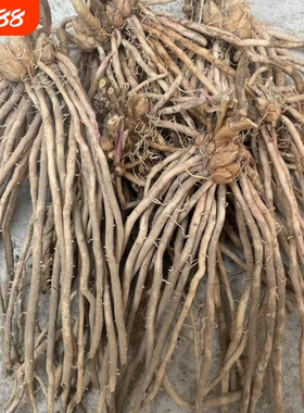 正宗芦笋苗优质绿色芦笋根新鲜现挖多年生蔬菜苗四季种植阳台庭院