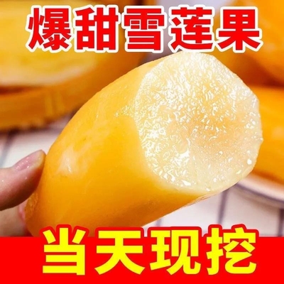【优质】云南天山雪莲果现挖现发高原脆甜雪中仙果当季新鲜水果甜