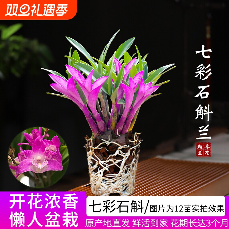 七彩香水石斛兰花四季好养净化空气室内水培带花盆栽花卉客厅庭院