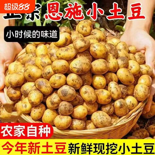 正宗恩施小土豆现挖新鲜