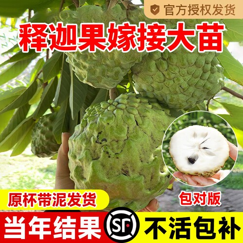 释迦果苗带果种植|超3000次加购