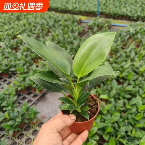 绿公主金钻室内盆栽客厅绿植花卉大叶植物办公室好养活四季常绿