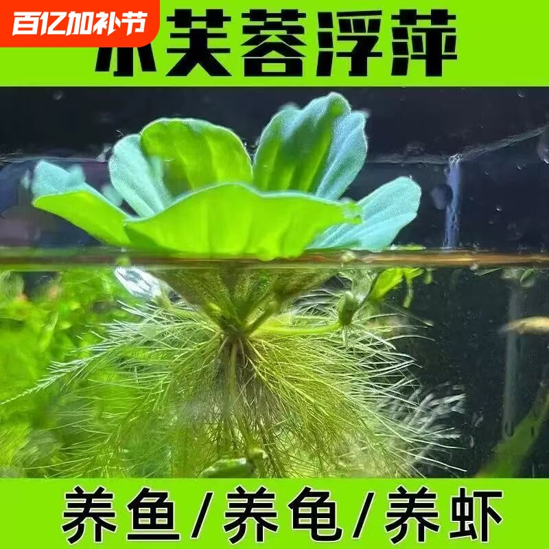 水中芙蓉浮萍水草造景易养植物防沉除藻养鱼懒人养龟水培增氧淡水