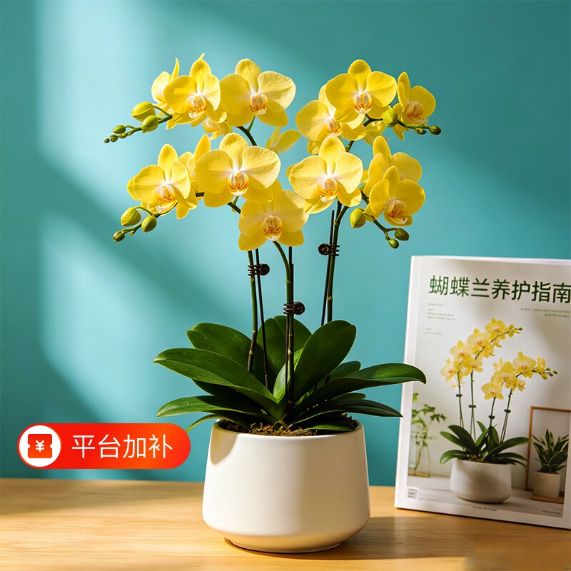 蝴蝶兰花苗带花剑花苞盆栽大苗室内桌面好养花卉樱花蓝星小茴紫