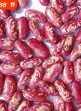 紫花芸豆红花芸豆腰豆