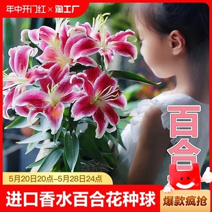 开花郁金香重瓣 进口香水百合花种球盆栽大丽花卉绿植物室内四季