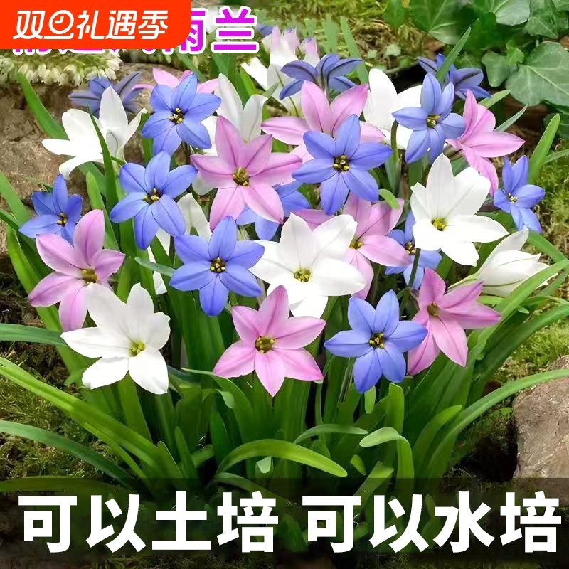 重瓣风雨兰种球葱兰韭兰庭院阳台室内外耐热耐寒地载盆栽绿植花卉