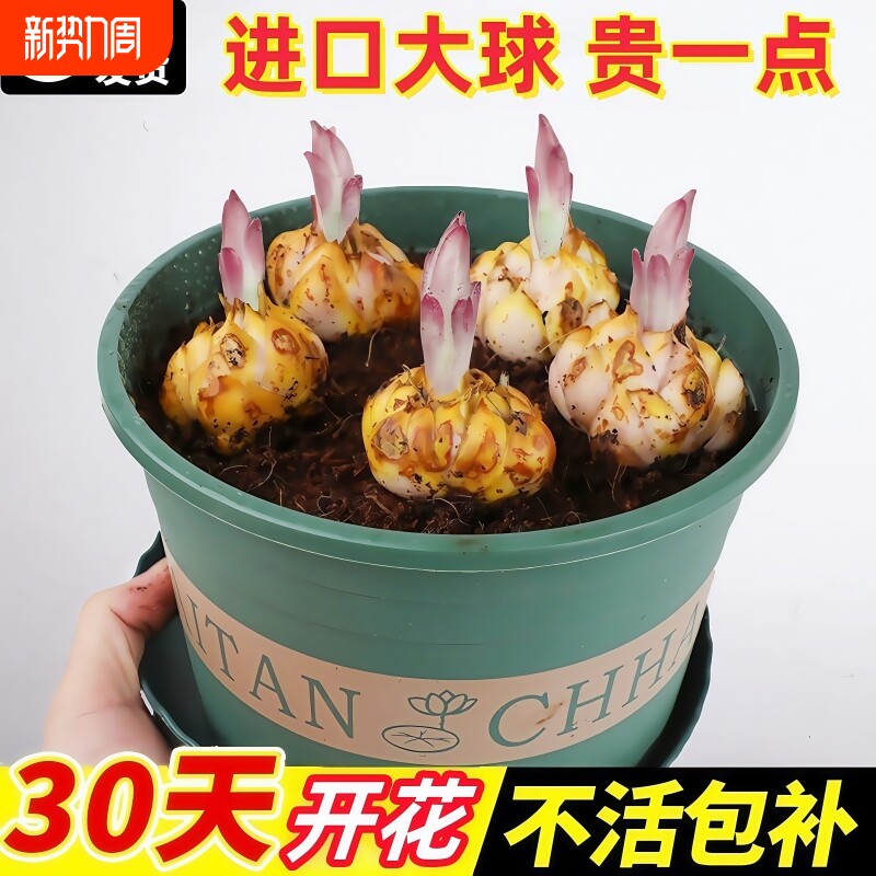进口重瓣香水百合花种球特大四季开花卉盆栽绿植物开室内鲜花土培