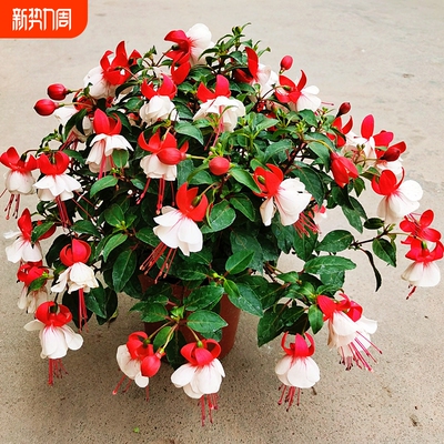 四季倒挂金钟盆栽吊钟海棠藤本灯笼花带花发垂吊室内庭院花苗
