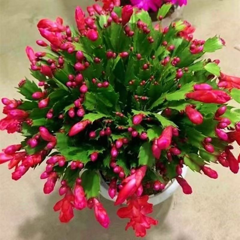 蟹爪兰盆栽带花苞多肉精品老桩新品室内阳台绿植植物带根开花好养