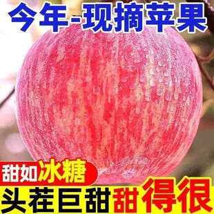 正宗山西新鲜苹果水果红富士现摘时令包邮脆甜不打蜡果园大果