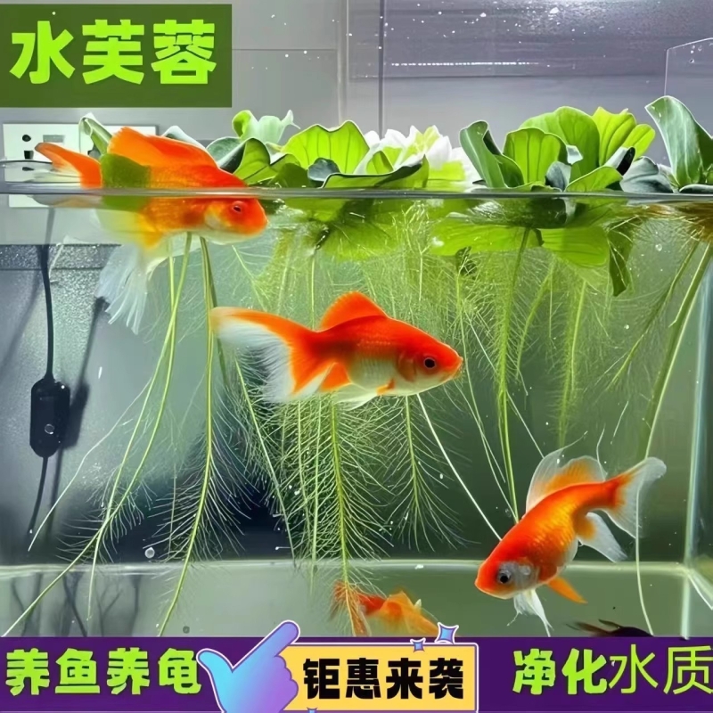 水芙蓉水生浮萍绿植鱼缸造景净化水质漂浮水草易养水面水培懒人